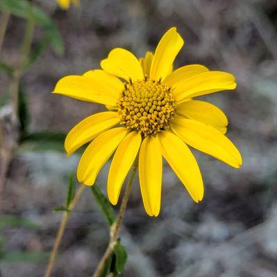 Domingo Baca Trailhead 230