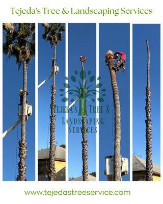 Tejeda's Tree & Landscaping Services