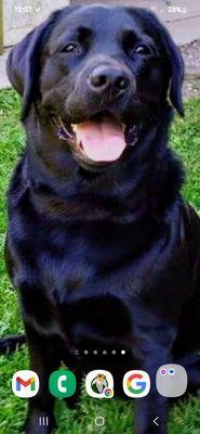 Sunny Paws Veterinary Services