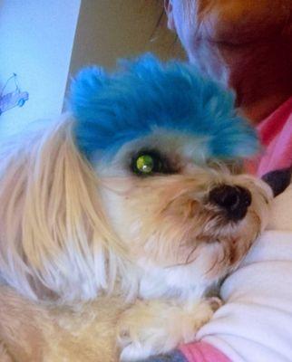 Idjit's Dog Grooming