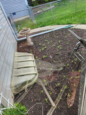 Arellano Landscaping