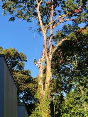 CAM Tree Services