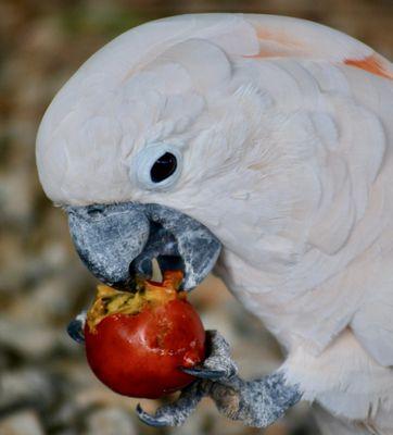 The Parrot Posse