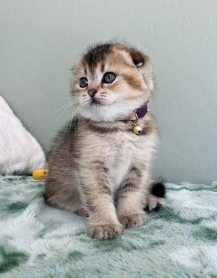 Golden black chinchilla Scottish fold