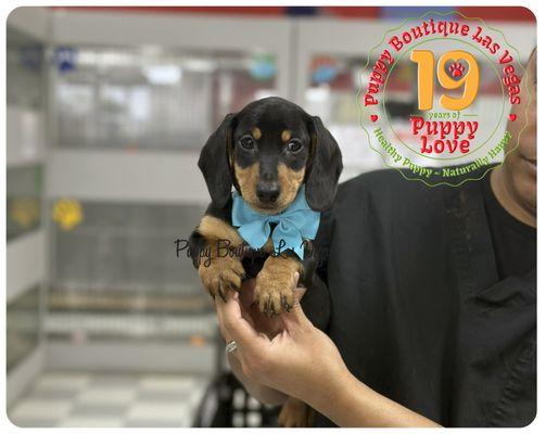 Puppy Boutique Las Vegas