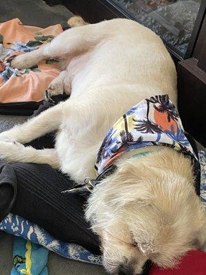 Heather’s House O Paws