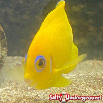 Salty Underground