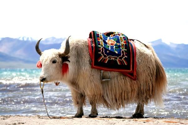 Far & High Adventure Travel, Inc