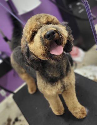 The Pet Spa & Boutique