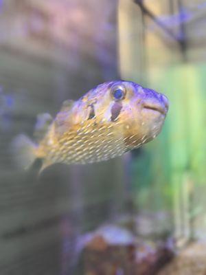 Puffer fish
