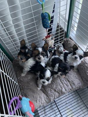 Sweet Creations Yorkies