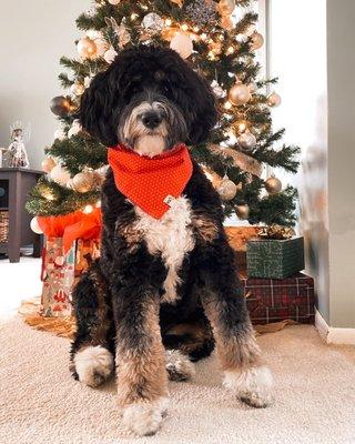 Fresh groom photo! @minidoodmiley