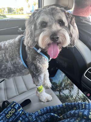 Sara’s Pet Service