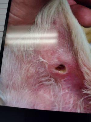 A dog that was cut at this business.