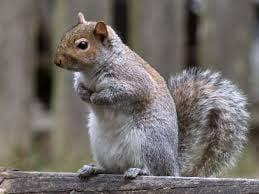 All American Wildlife Control