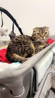 North Shore Animal Hospital of Racine