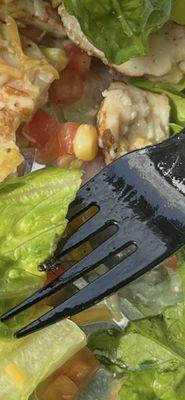 A fly or bug of some sort.