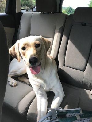 Ravenwood Boarding Kennels