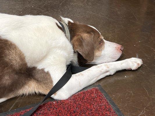 Maverick relaxing while waiting for test results.