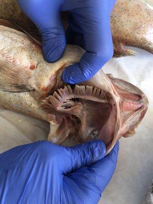 Full of guts and rotten