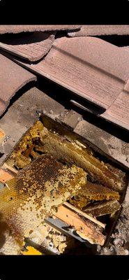 The Beehive Bee & Wasp Removal