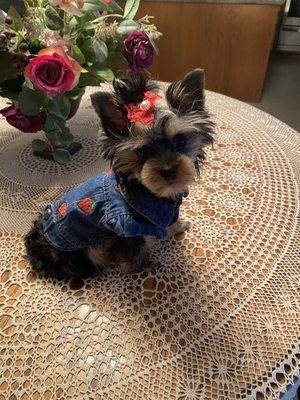 Animal Hospital of Eagle Glen-Mark Farrar DVM