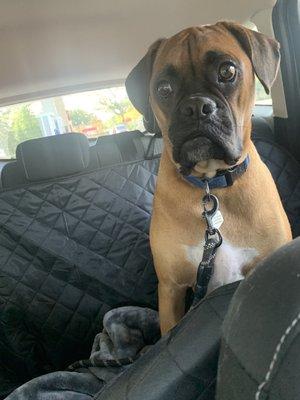 This is Clay. He loves to Play!