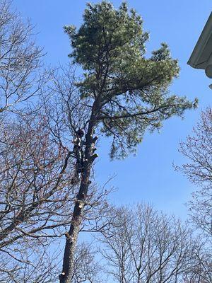 Ruffley Tree Service