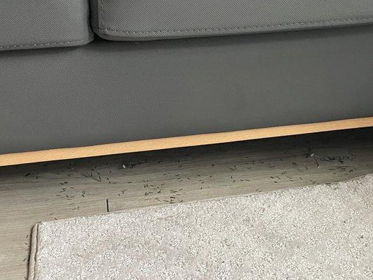 Termites infestation