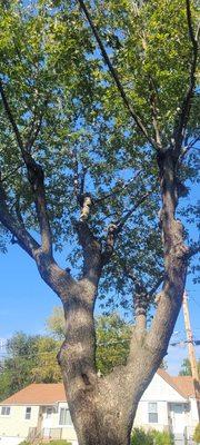 Weibrecht Landscaping