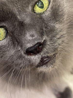 Colorado River Animal Medical Center