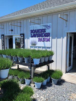 Roanoke Lavender Farm