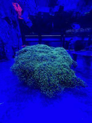 Aquarium Kingdom III LLC