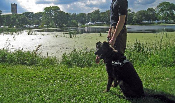 K9SF Dog Training