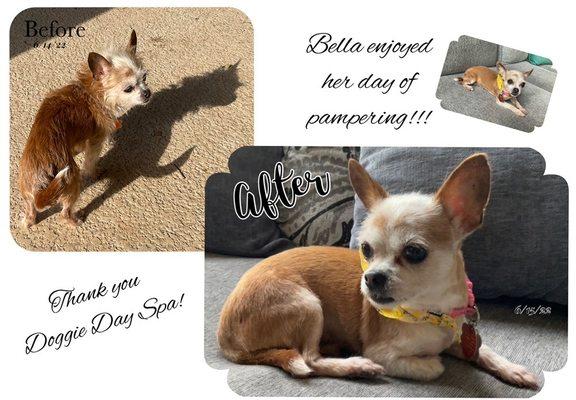 Doggie Day Spa