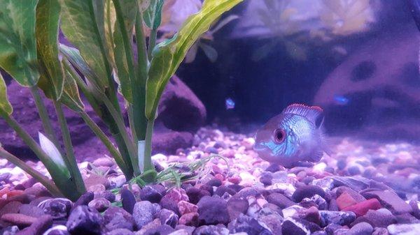 Chico Pet Works & Pet Salon