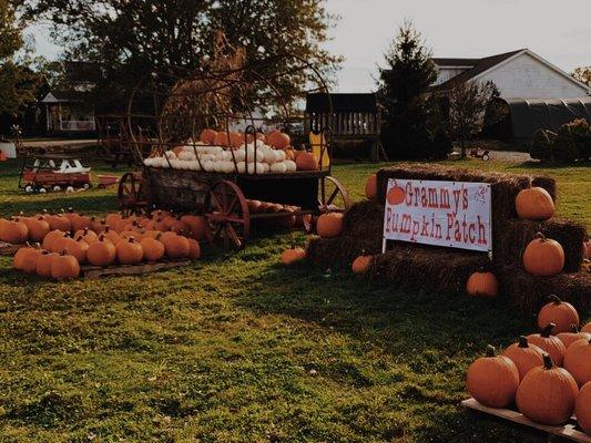Our assortment of Pumpkins
