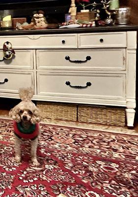 Happy Christmas hound in Christmas sweater