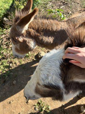 donkeys :)