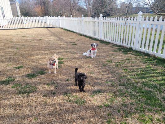 Noah's Ark Pet Grooming