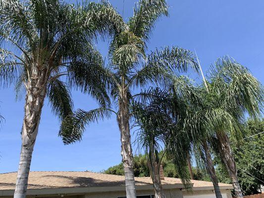 We Do It All Tree Service