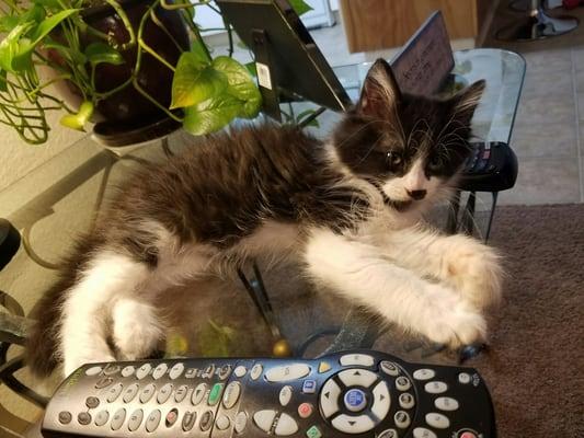 Companion Animal Foundation