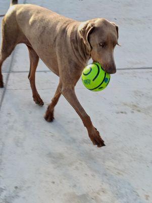 Kristy's TLC Animal Care