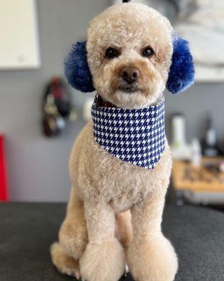 Long Beach Pet Grooming