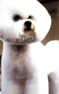 Fetching Canine Grooming & Boutique