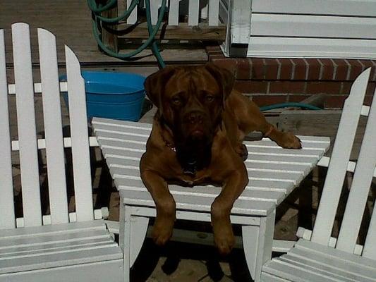 Home Place Bed & Biscuit