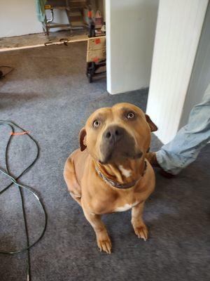 Patrick's Pet Grooming