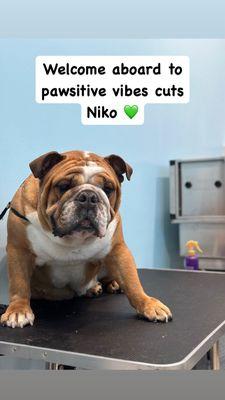 Niko has joined the Pawsitive Family