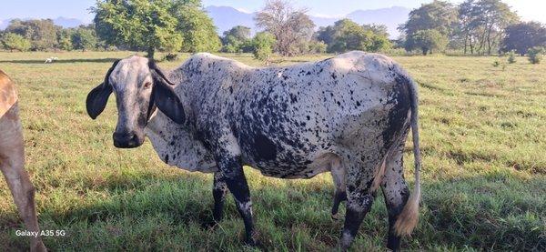McLaughlin Tree Farm