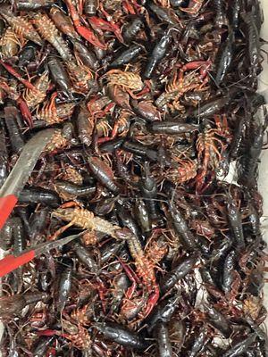 Crawfish